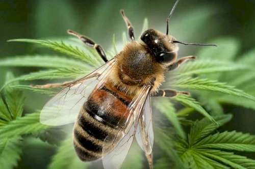 CBD and Bees