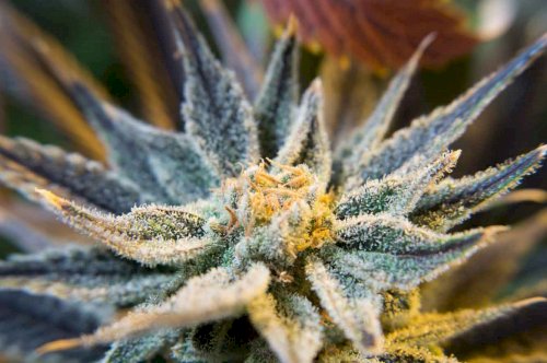 What’s the difference between CBD and THC in cannabis?