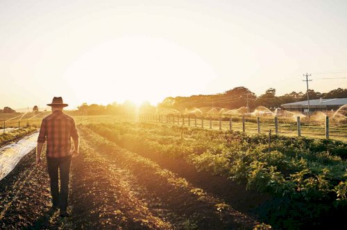 Huge CBD farm to open in Lincolnshire, England