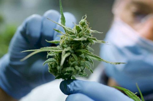 American cannabis companies flock to the UK for business growth