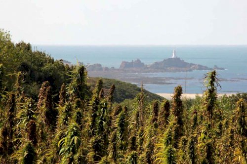 The island of Jersey grants licence to produce CBD