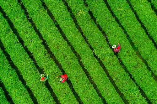 How China Became a Major Player in the Global CBD Game