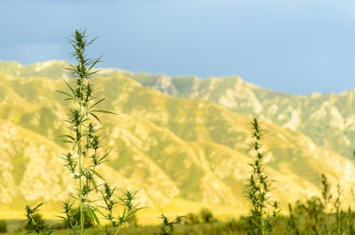 The Most Popular Spots for Cannabis Tourism in America