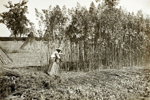 Hemp History