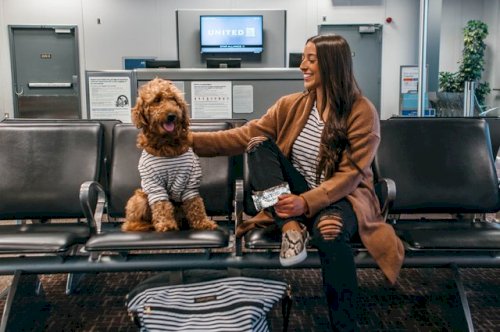 ARE CBD DOG TREATS SAFE? THE BENEFITS OF NATURAL HEALING FOR YOUR DOG