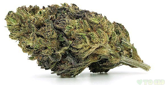 Berkshire Suver Haze CBD Strain 18.99%