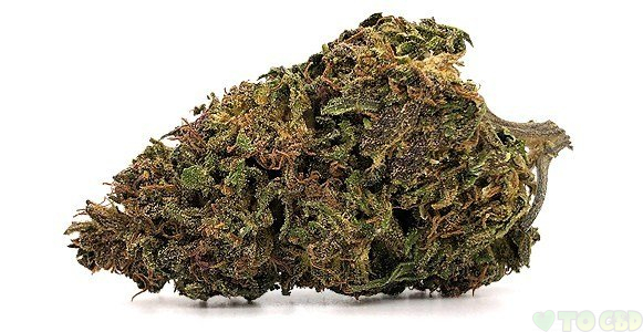 Berkshire Hawaiian Haze CBD Flower