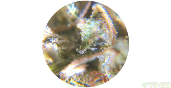 Berkshire Remedy CBD Flower 3.5 Grams 14.38%