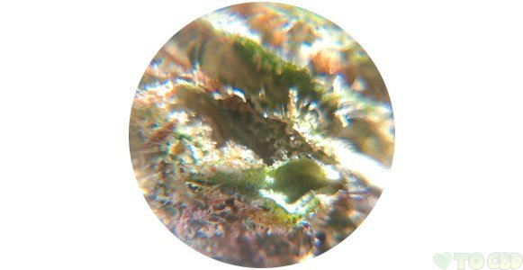 Berkshire CBD Flower 3.5 Grams Premium 15.44?D