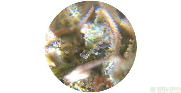 Berkshire Special Sauce CBD Flower