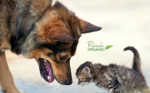 Rena's Organic Pet CBD Formula