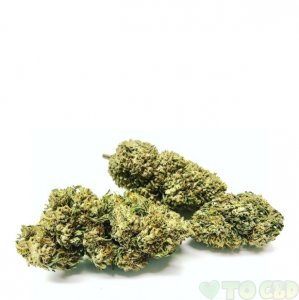 Hemp Delight Hemp Flower (Hawaiian Haze)