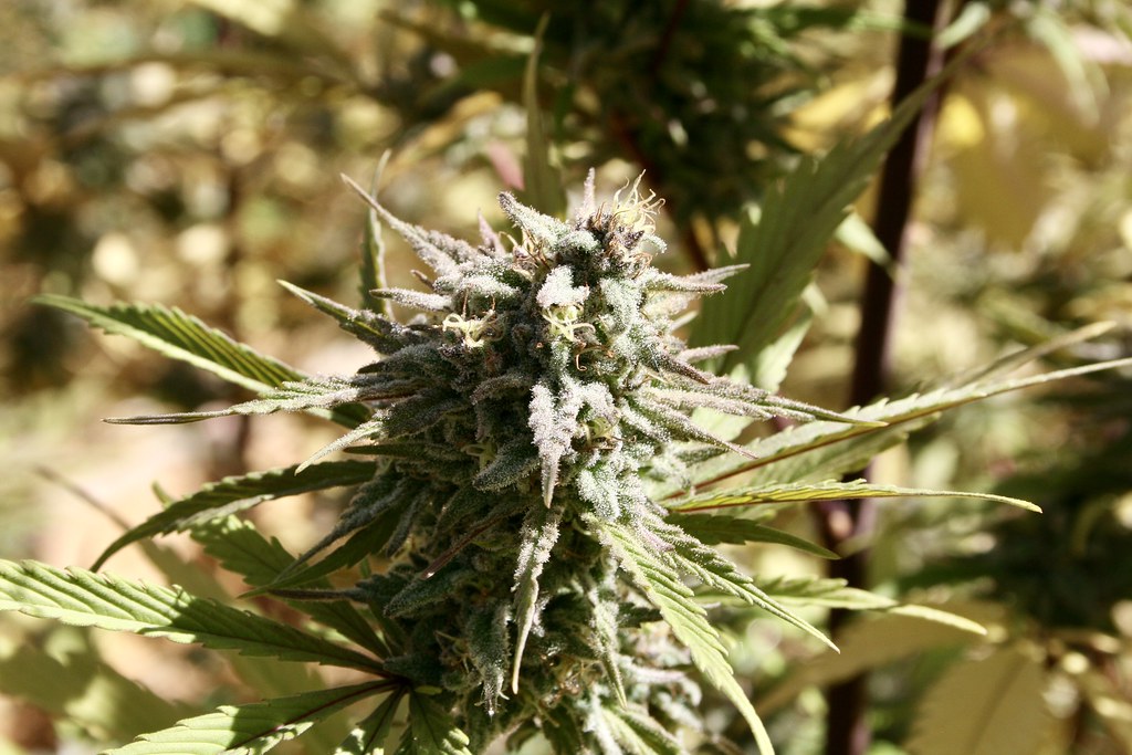 Flowering cannabis plant